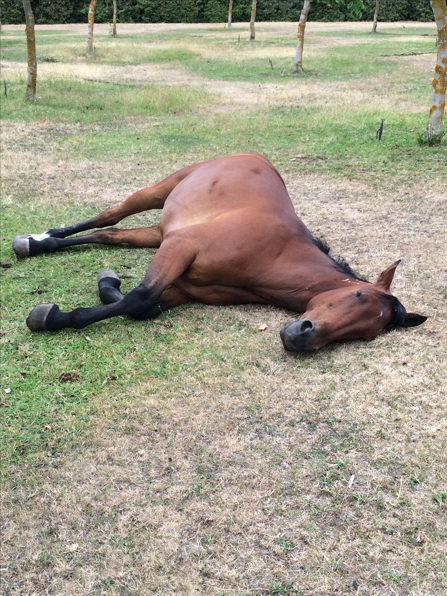 broobons tweet media