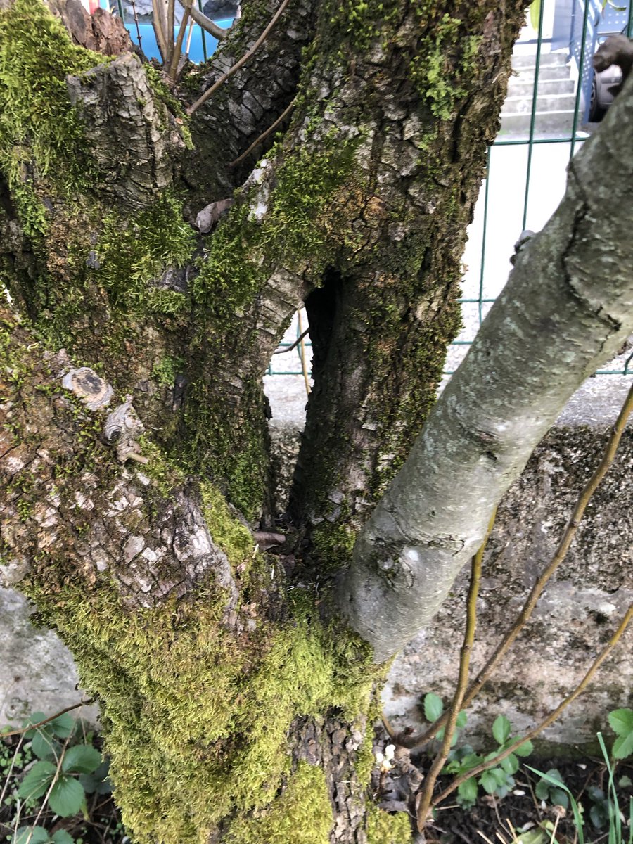 My pear tree has a… topological issue…