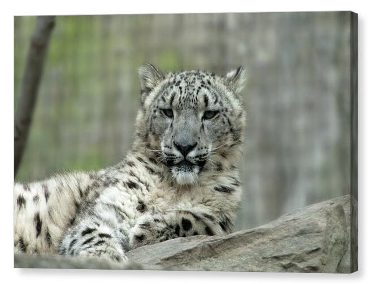 Shonna Hawkins Photography tweet media