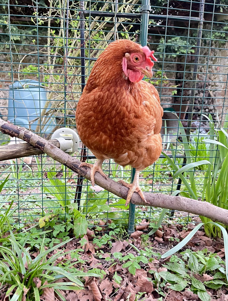 Barendina Smedley tweet media