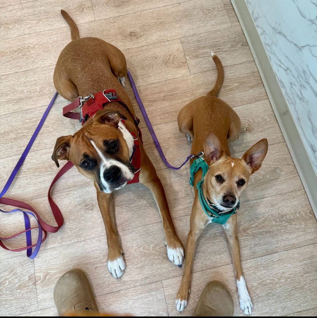 NOT_CFJ's tweet photo. #Foster Odie &amp; Hopper as their owner deploys
•03/15/26–01/08/27
• Within 3 hours of Austin, TX
Odie &amp; Hopper should be fostered together.
To foster Odie &amp; Hopper: https://t.co/tQeHT9r08G
@pactforanimals
#OperationFoster #MilitaryPets #RescueDog #SupportOurTroops #TexasDogs https://t.co/3NG4uD36Rx