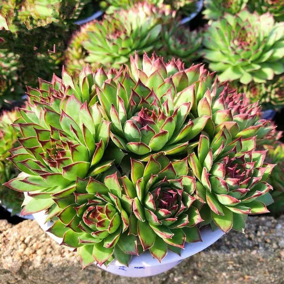 Herlinapangkerego  tweet media