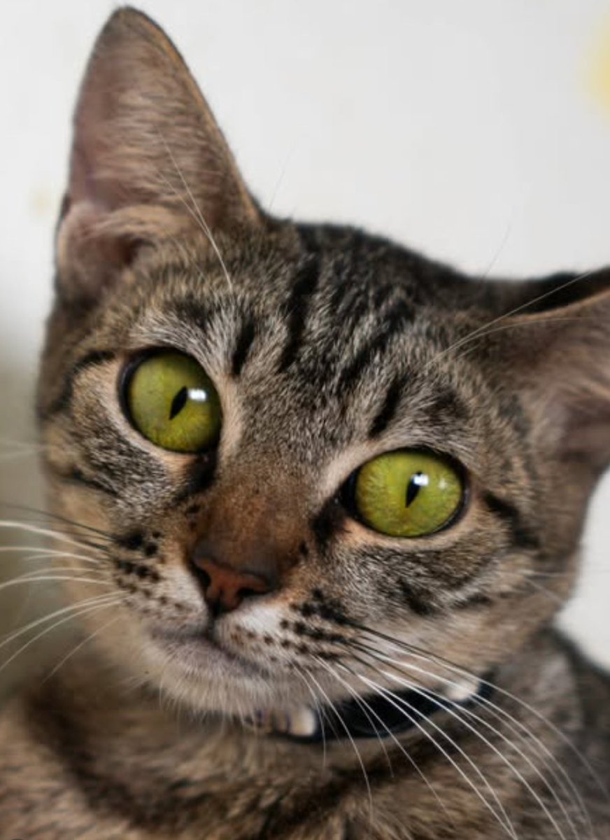 Catland - adoção de gatinhos tweet media