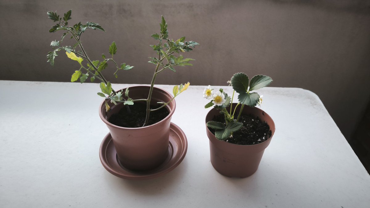 Sara Gutiérrez tweet media