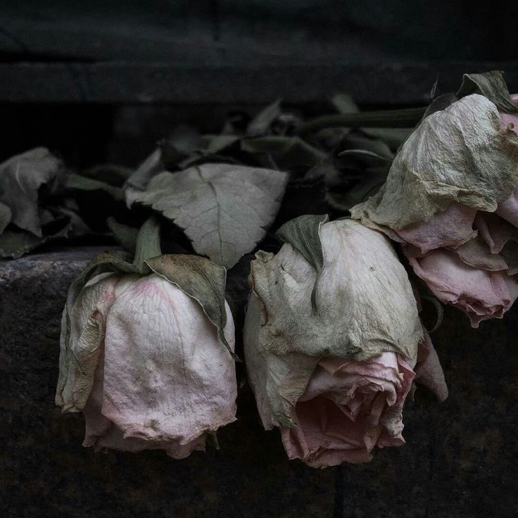 Miel!¿ |FARFARICH FAN tweet media