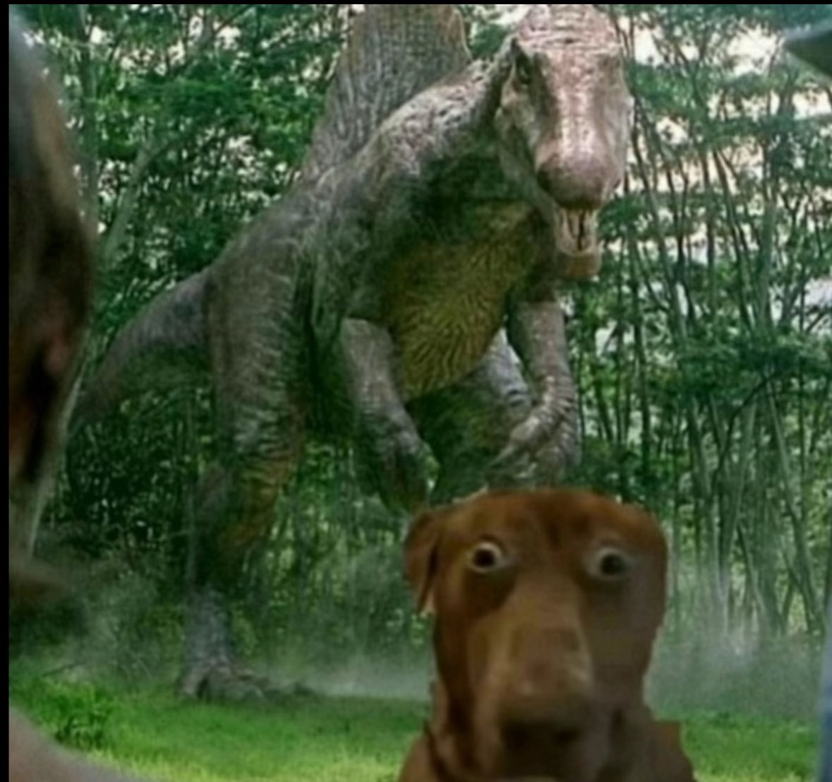 Dueling Park News tweet media