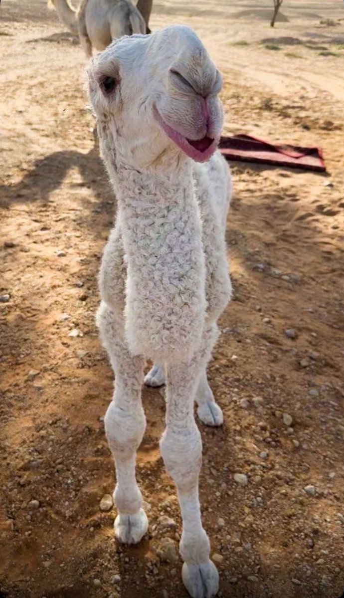 عساس الحدود tweet media