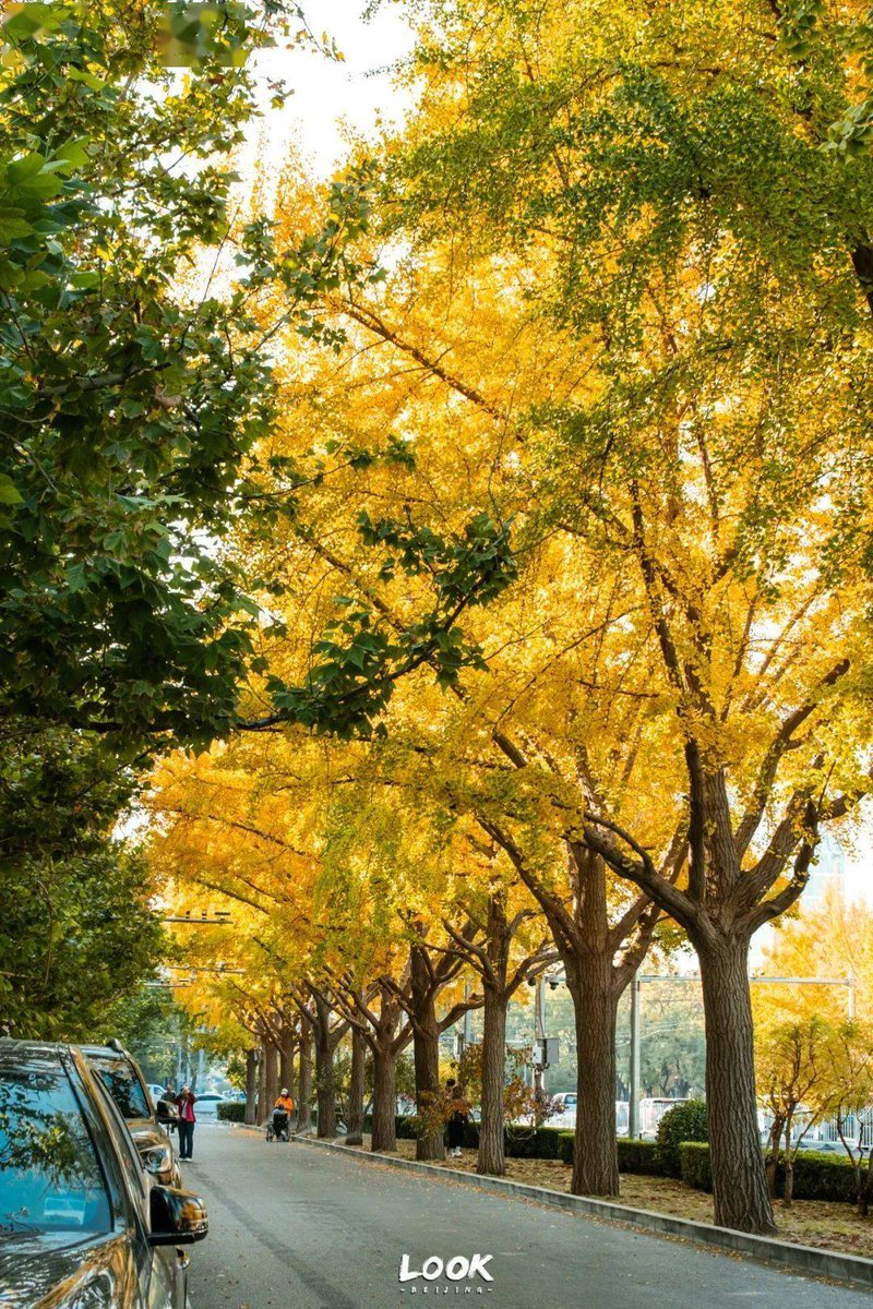 zhibo wang tweet media