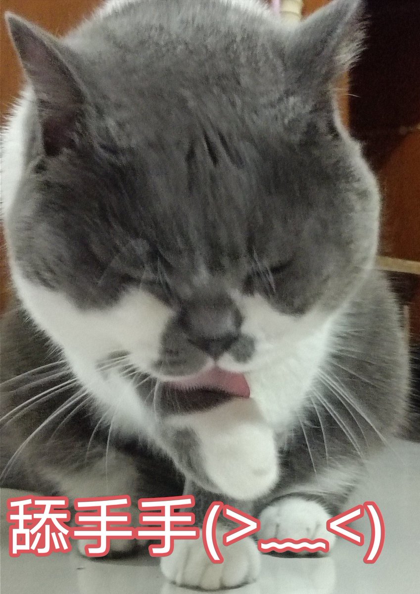 farra gucci tweet media