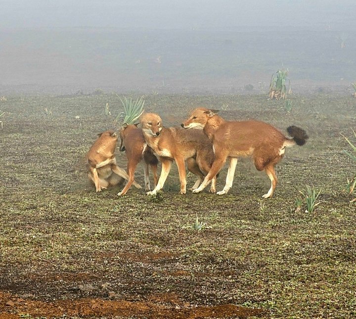 Abdi Samune tweet media