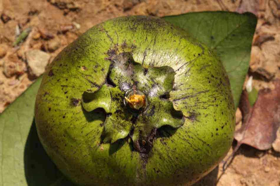 IPAcowboy.eth tweet media