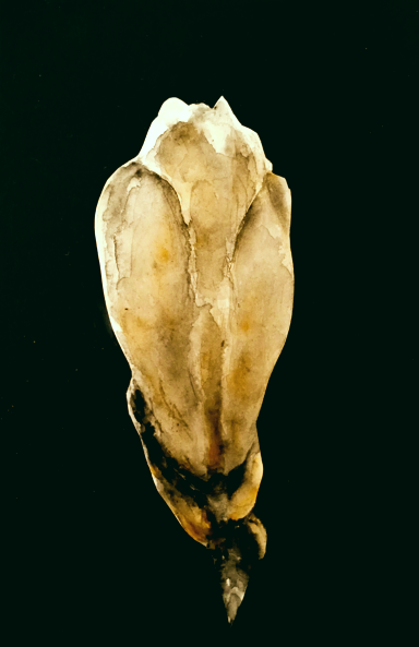 White Moth tweet media