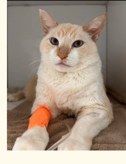 𝙶𝚒𝚑 ๋ ࣭ ⭑๋ ࣭ ⭑ ⊙⊝⊜🪭 tweet media