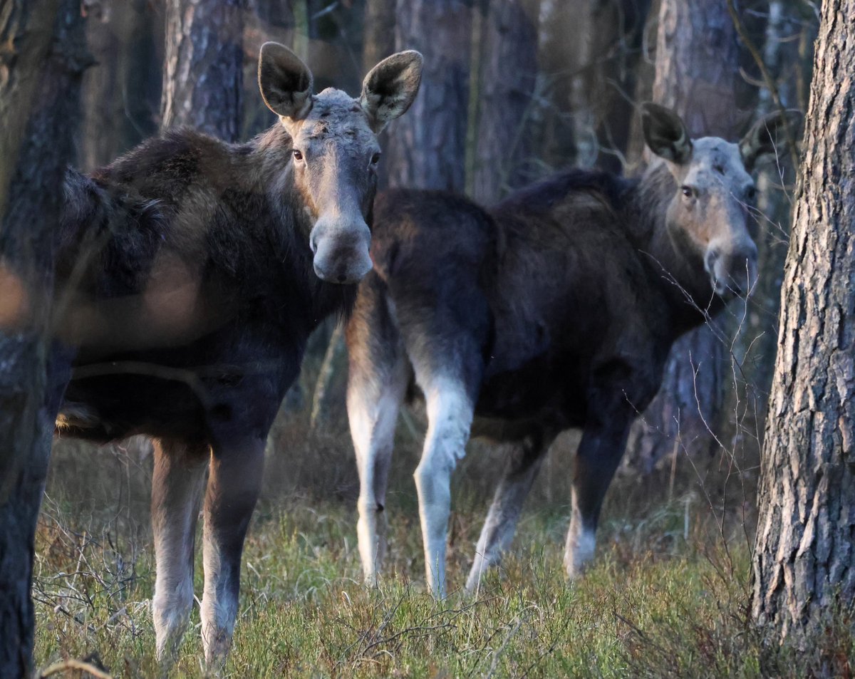 Magda Grzybiara tweet media