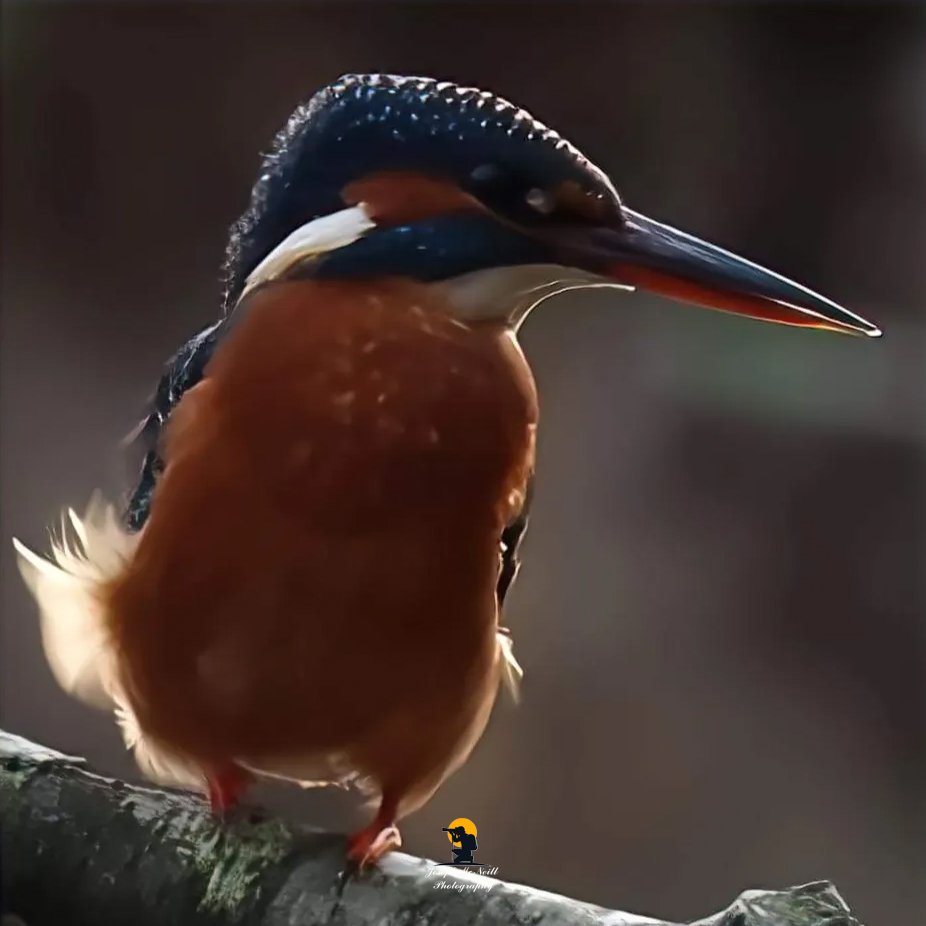 joemcneillphoto's tweet image. The backlit Female Kingfisher at Kiltonga Newtownards. Got this 3 months after aquiring 1st camera 3.5 years ago. How lucky can you get so early on many haven't seen one.

#kingfisher #kiltonga #backlit #cameratechniques