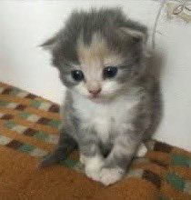 ꒰ა🐰ྀི໒꒱ tweet media