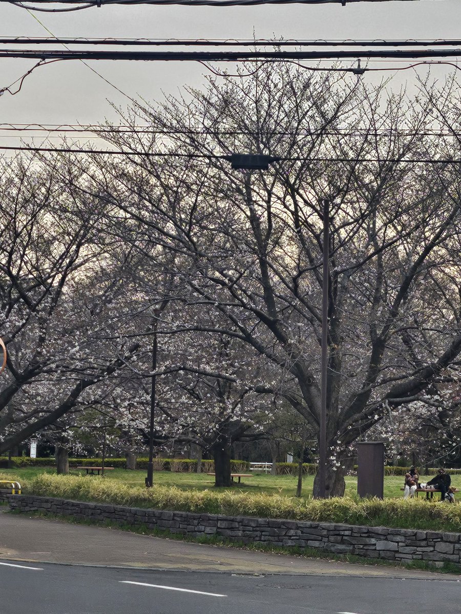 thdcTOKYO's tweet photo. 深大寺五差路の桜🌸
少し��つ開花してきました！
満開が楽しみです…☺

#調布市　#深大寺　#桜　#開花 https://t.co/uRWZVCT1iI
