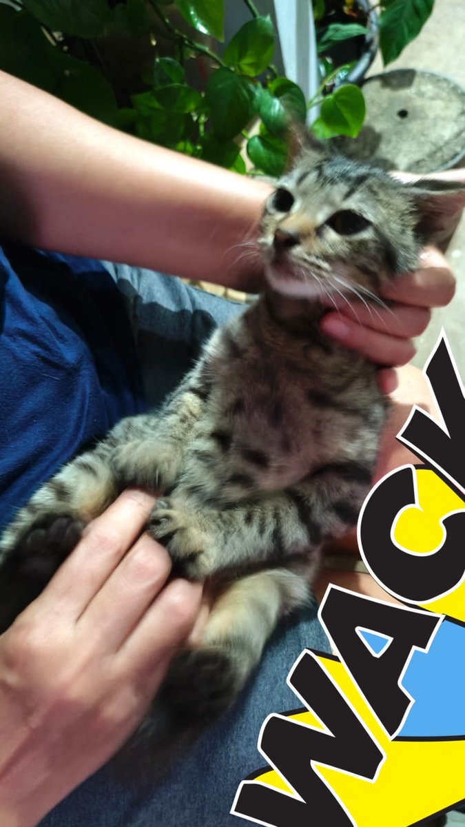 rehan tomat tobat maksiat tweet media