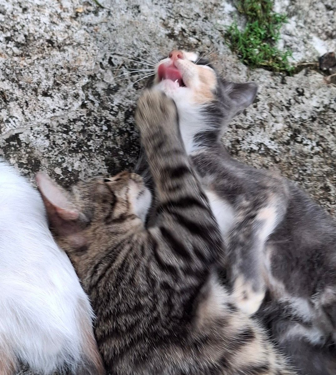 rehan tomat tobat maksiat tweet media