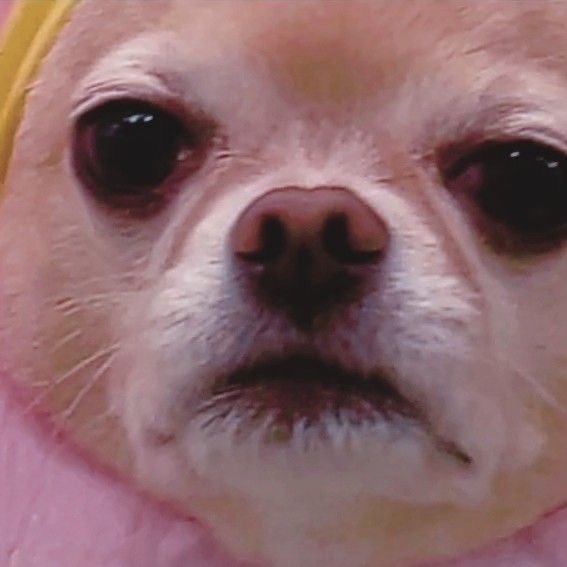 Périanthe🪁🎨 tweet media