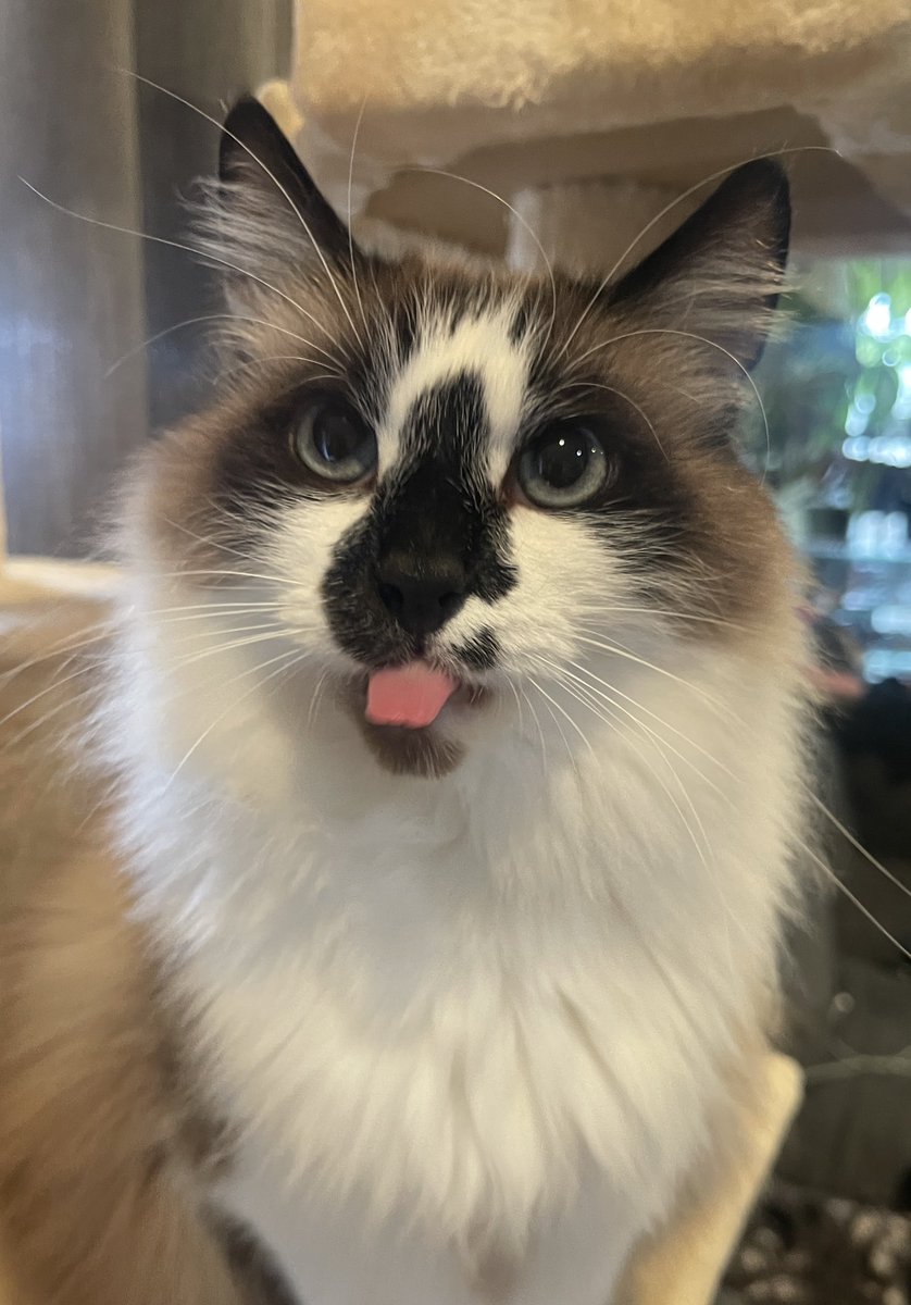 🌸🌈Skippy🐈Kevy🐈Badger🐈Sunny🐈Basil🐈Mikey🌸 tweet media