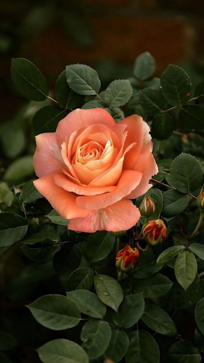 كبرياء يمانية🍁 tweet media