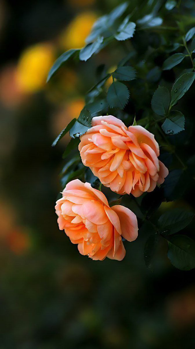 كبرياء يمانية🍁 tweet media