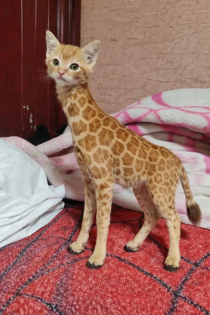 Mr.Potato tweet media