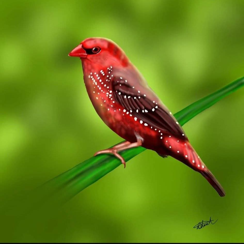 DebomayC's tweet photo. Red Avadavat — a tiny jewel of the grasslands, captured in a realistic digital study.
Created in 2020 using Ibis Paint X and finger technique.

© Illustrated by Debomay Chanda

#BirdIllustration #Wildlifeillustration #NatureArt #IndianBirds #ScientificIllustration https://t.co/tpgv1bVl70