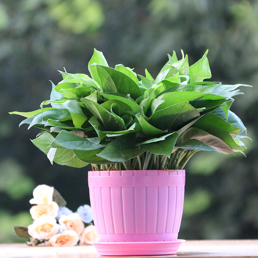 ana sofia longo tweet media