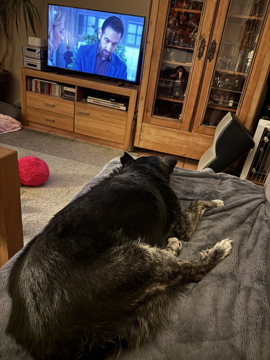 Schwarze Katze 🖤 tweet media