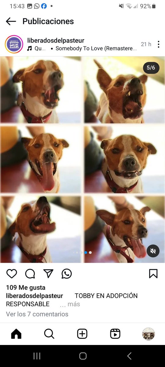 Como No Adorarlos tweet media