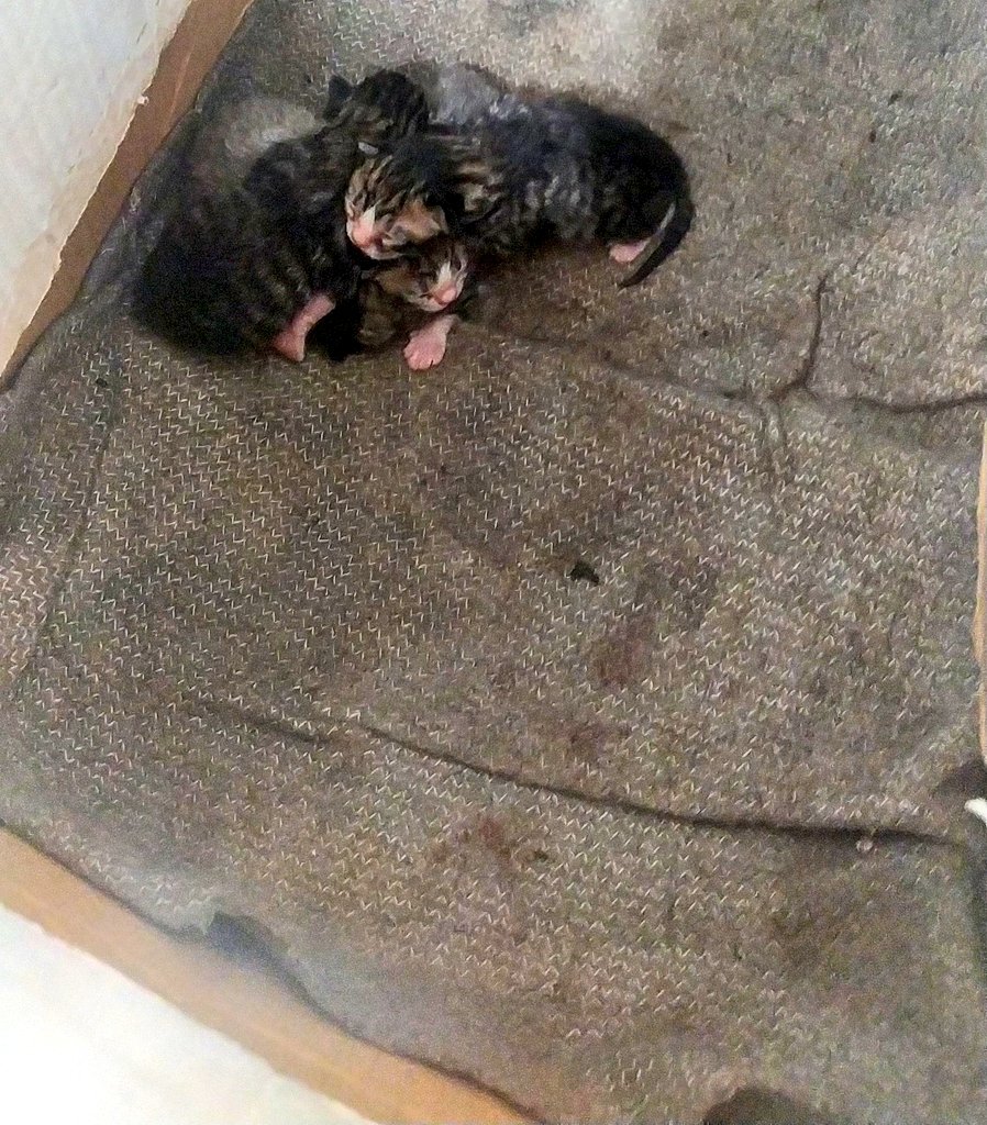 Yousef🇵🇸 tweet media