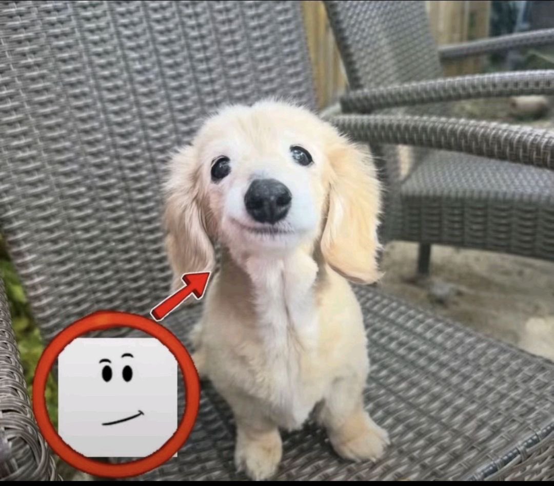 lula /•᷅‎‎•᷄\੭ tweet media