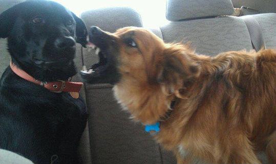 Goobzilla tweet media