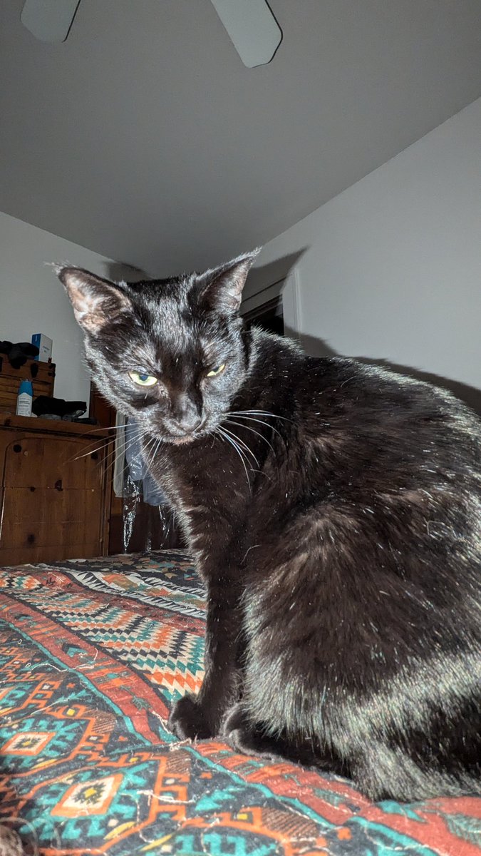 Captain Rochester tweet media