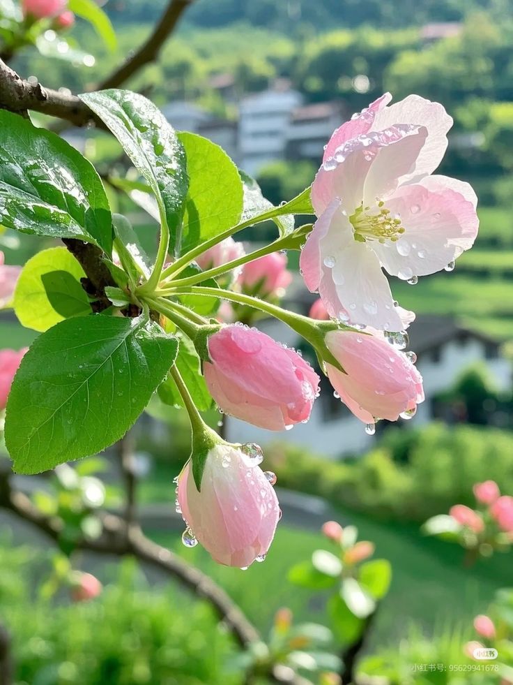 Sevil.Grm tweet media