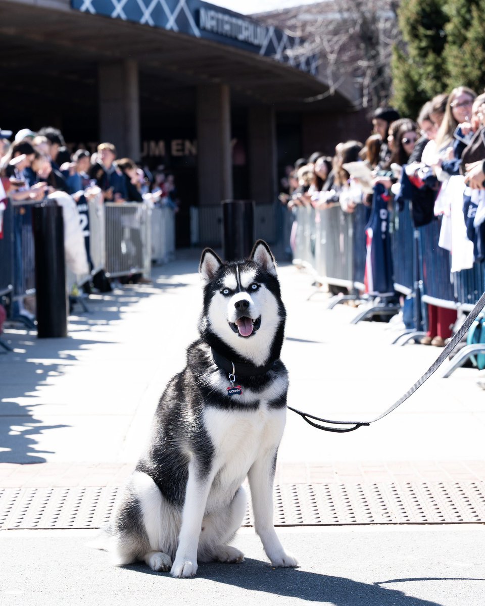 UConn Huskies tweet media
