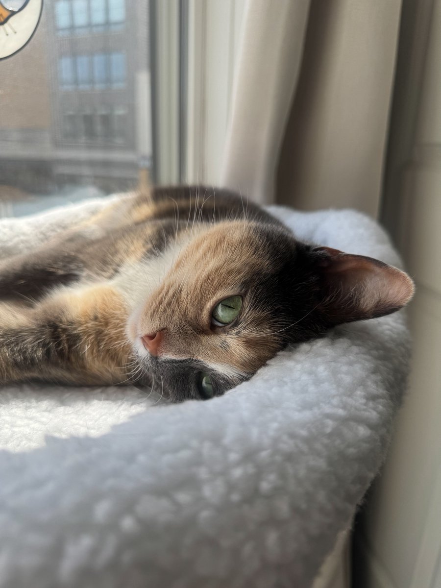 blossomthecat tweet media