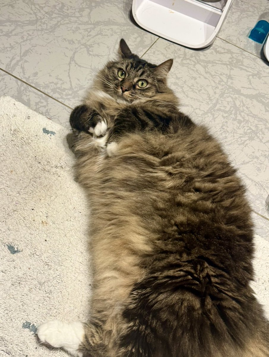 Isabelle Chataignier tweet media