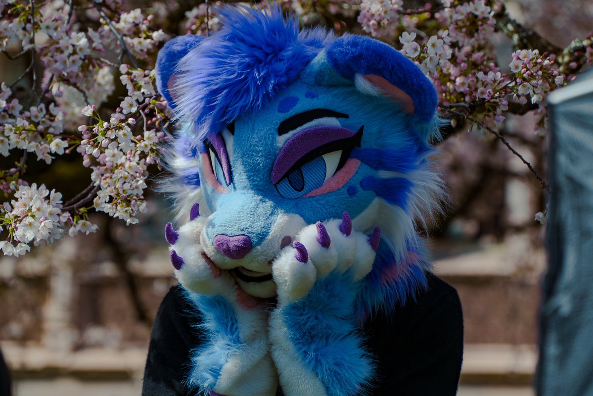 Kivvy Cat! tweet media