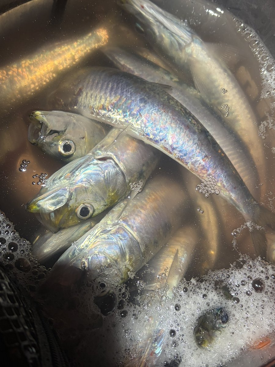 ぷちこ tweet media