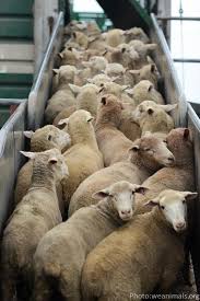 David C. Stolinsky tweet media