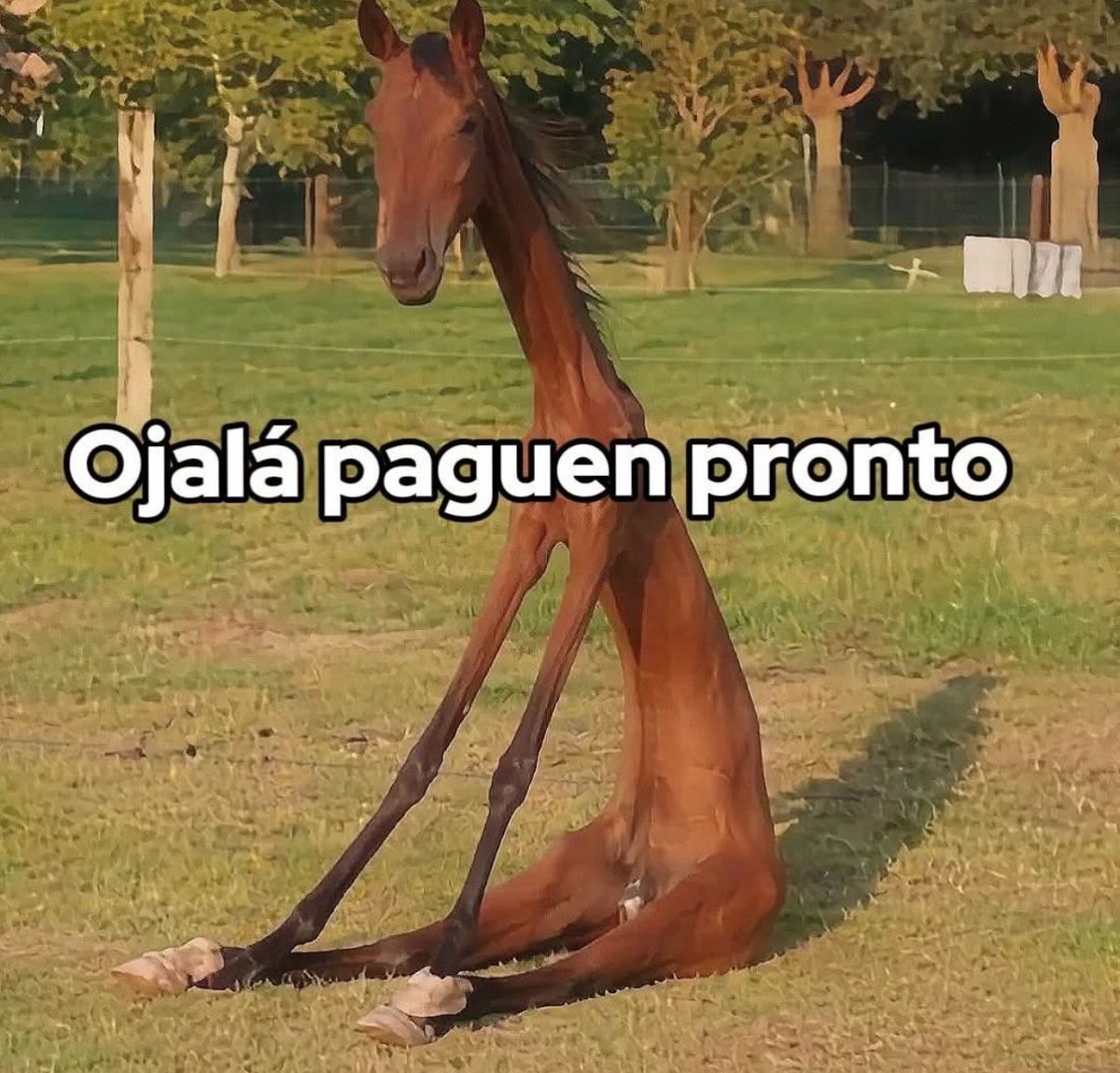 piña sin pizza tweet media