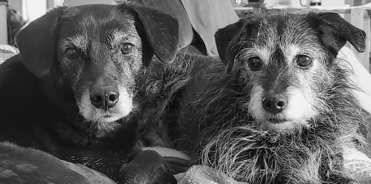 JBMEquiFarms's tweet photo. They're very cuddly today.
So, I have no problem joining them in a nap this afternoon 😴
#dogs #blackdogs #Dayna #shadow #cuddledonthecouch https://t.co/IOj6yMrjSD
