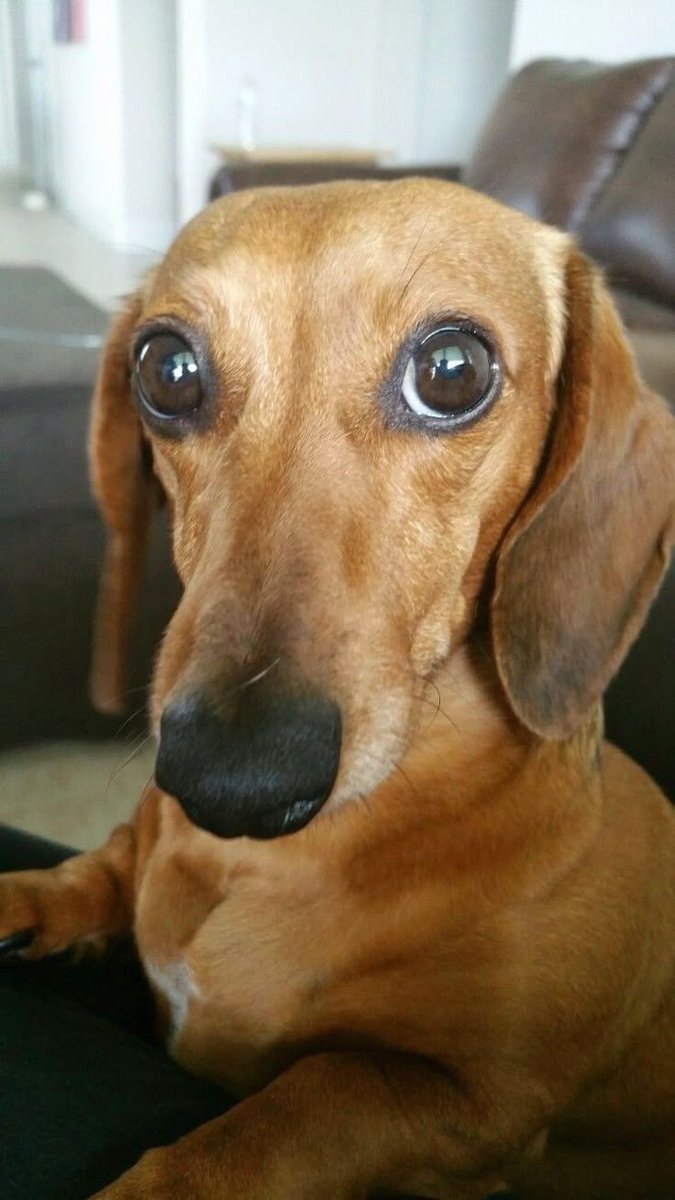 Salsichinhas tweet media