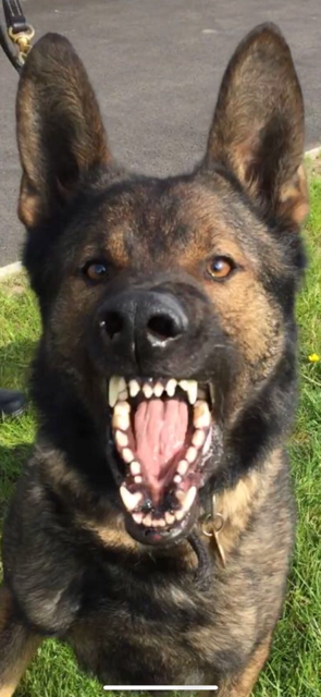 Mersey Police Dogs tweet media