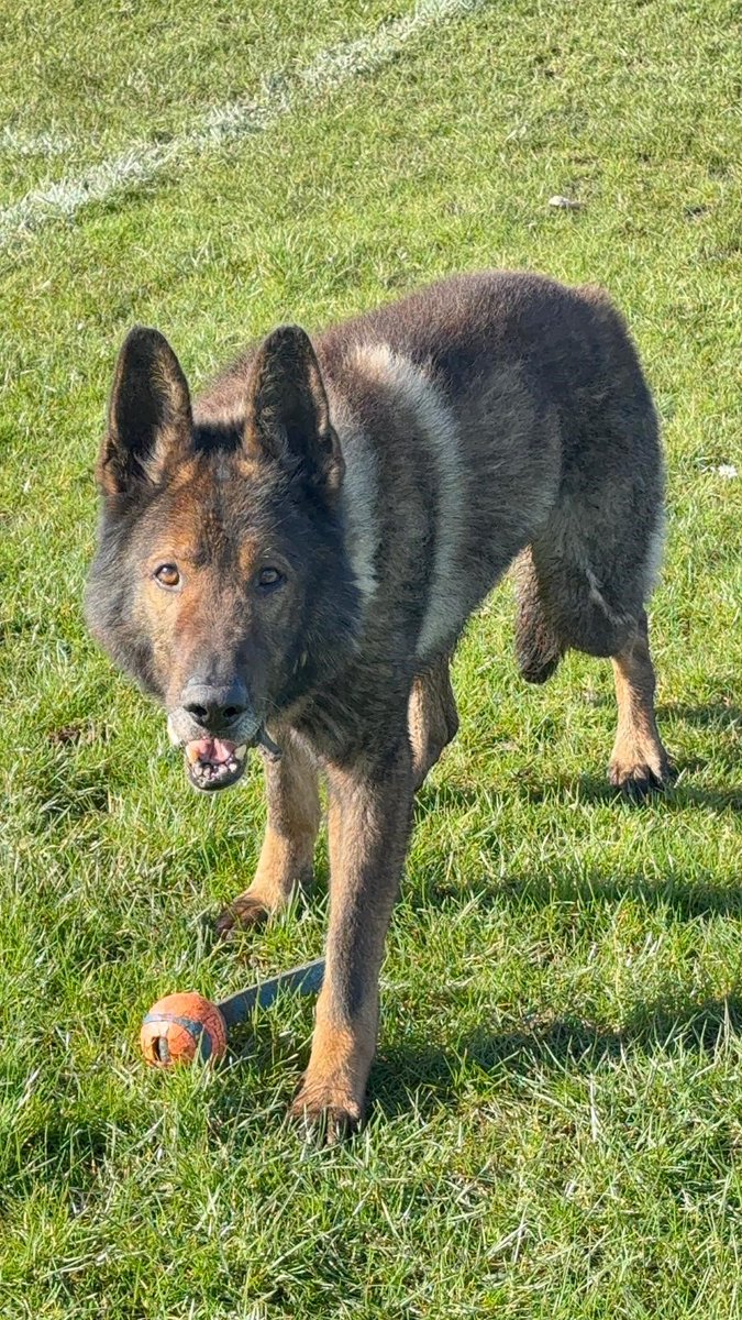 Mersey Police Dogs tweet media