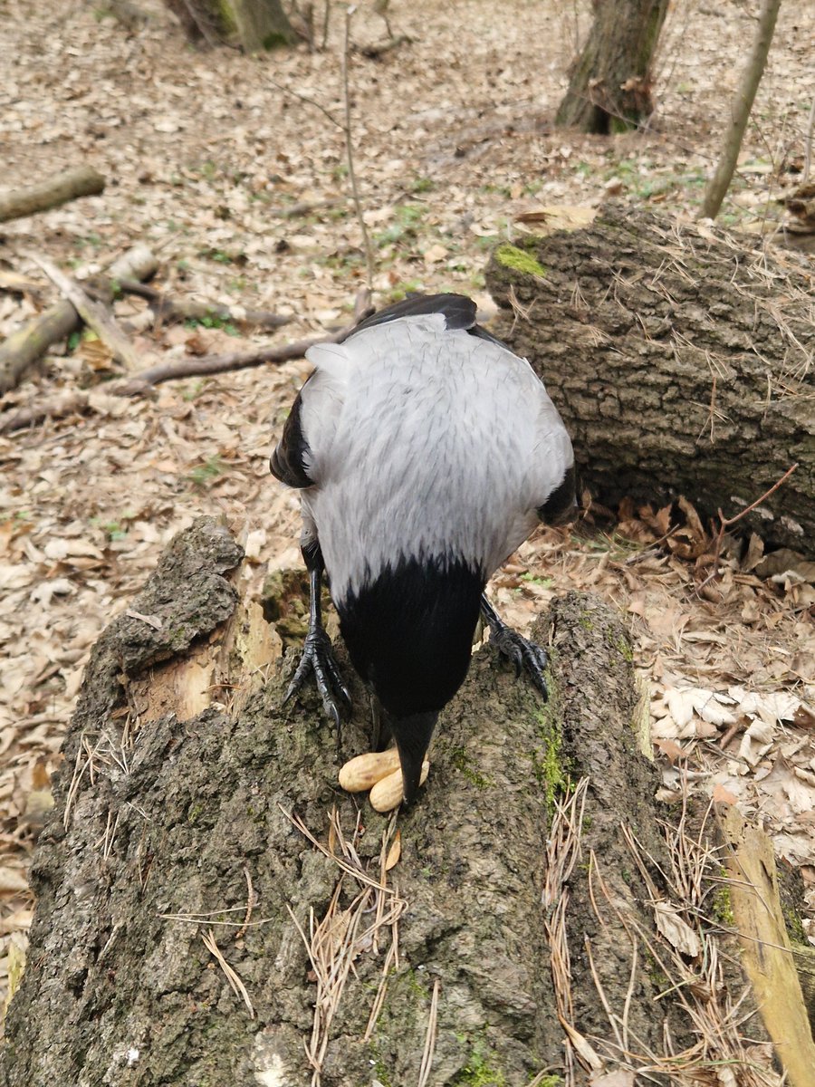 Wronisław Kruczkiewicz tweet media