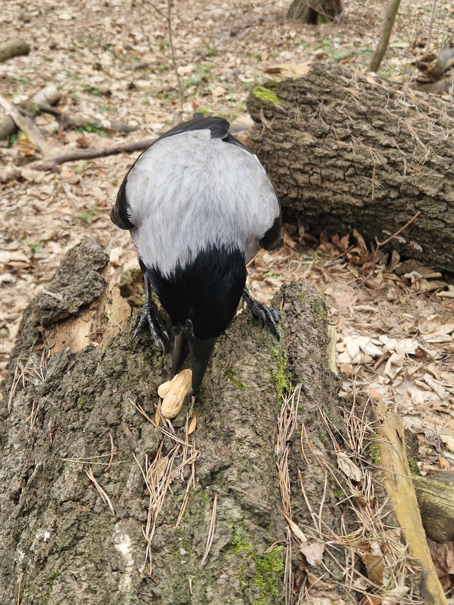 Wronisław Kruczkiewicz tweet media